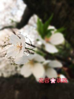 花容飒飒章节列表
